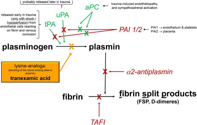tranexamic acid tranexamic acid