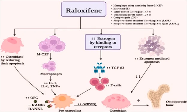 Raloxifene Hydrochloride Mechanism Of Action