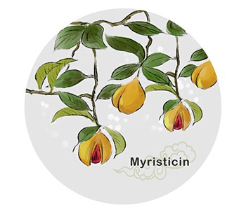 Muskatnuss ist als die--berauschende Frucht-- bekannt. Sie ist ziemlich gehei...