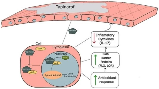 Tapinarof Mechanism Of Action